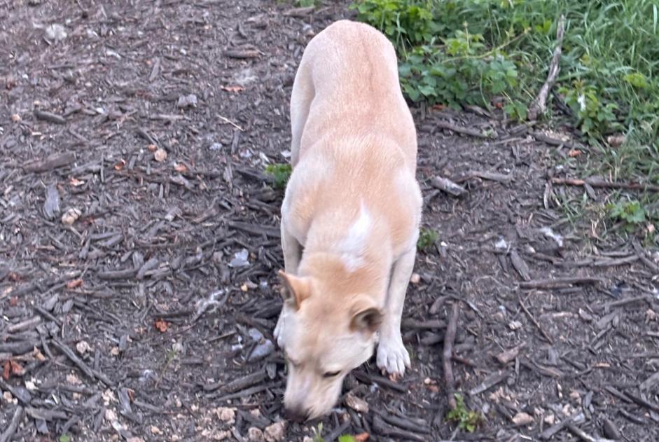 Alerte Disparition Chien  Mâle , 2 ans Polaincourt-et-Clairefontaine France