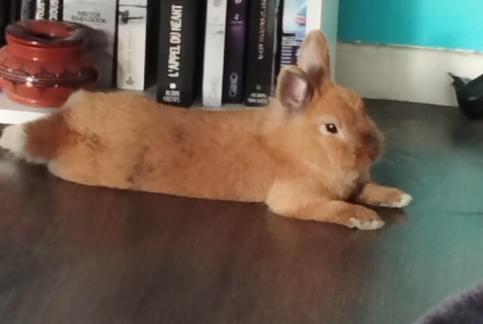 Alerte Disparition Lapin Mâle , 2025 ans Villeneuve-d'Ascq France