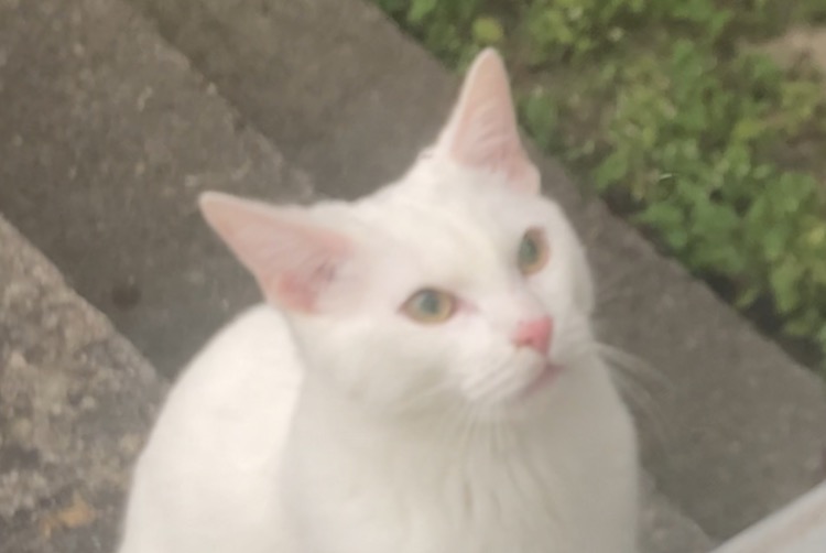 Alerte Découverte Chat Femelle Sindelfingen Allemagne