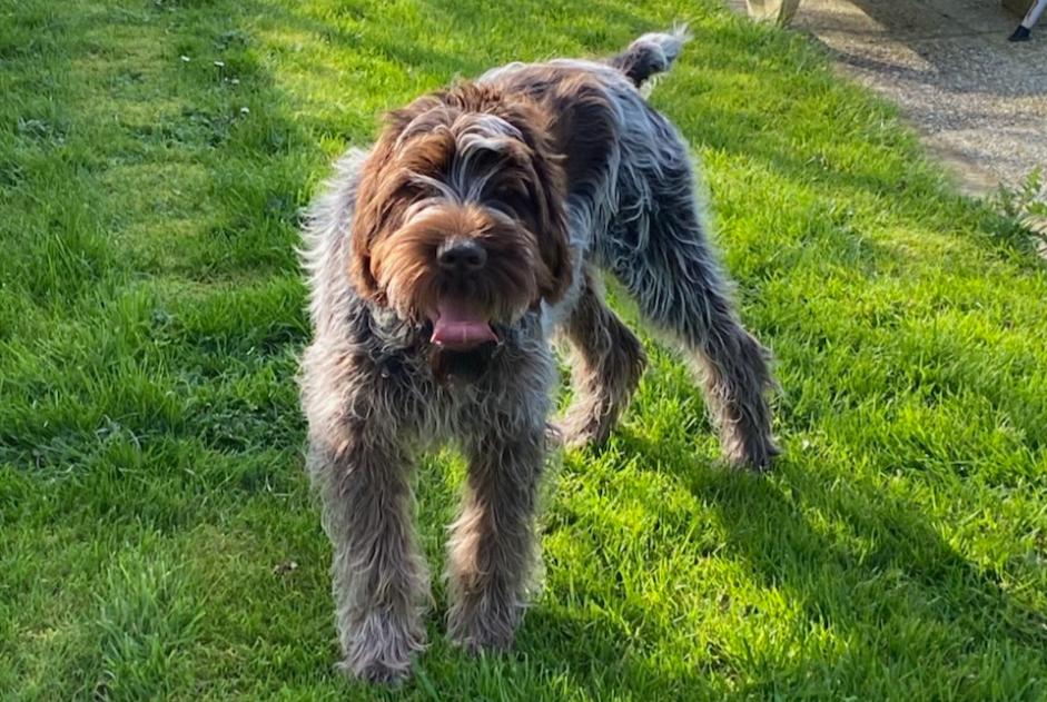 Alerte Disparition Chien  Mâle , 2 ans Saint-Paul-du-Vernay France