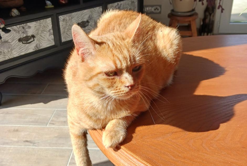 Alerte Disparition Chat Femelle , 4 ans Limoges France