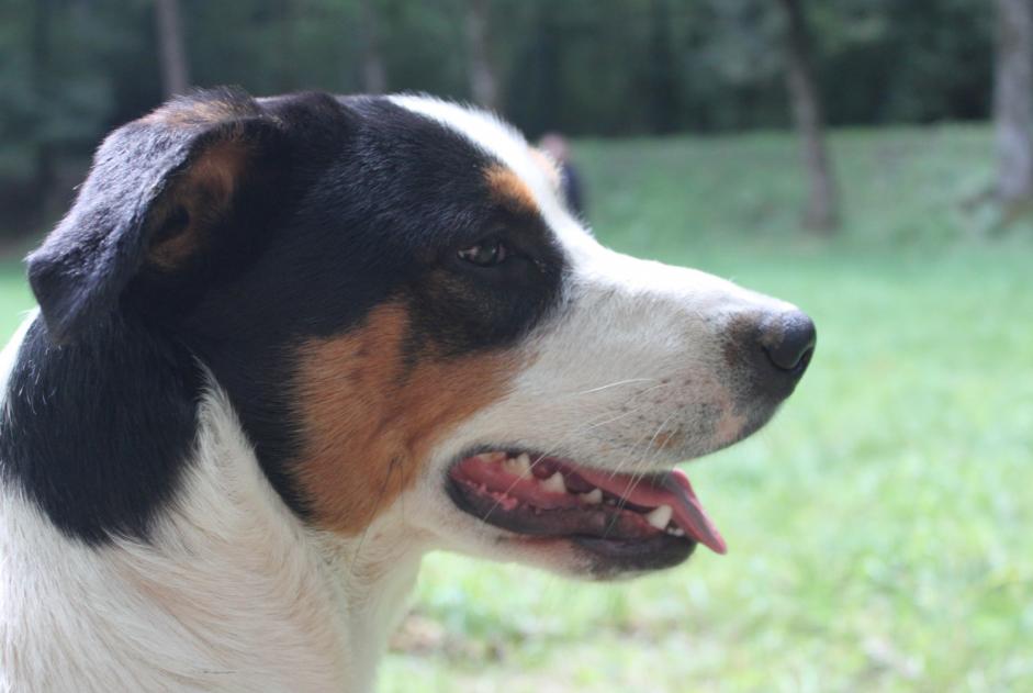 Alerte Disparition Chien croisement Mâle , 8 ans Pampelonne France