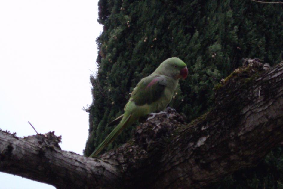 Alerte Disparition Oiseau Femelle , 2024 ans Mons France