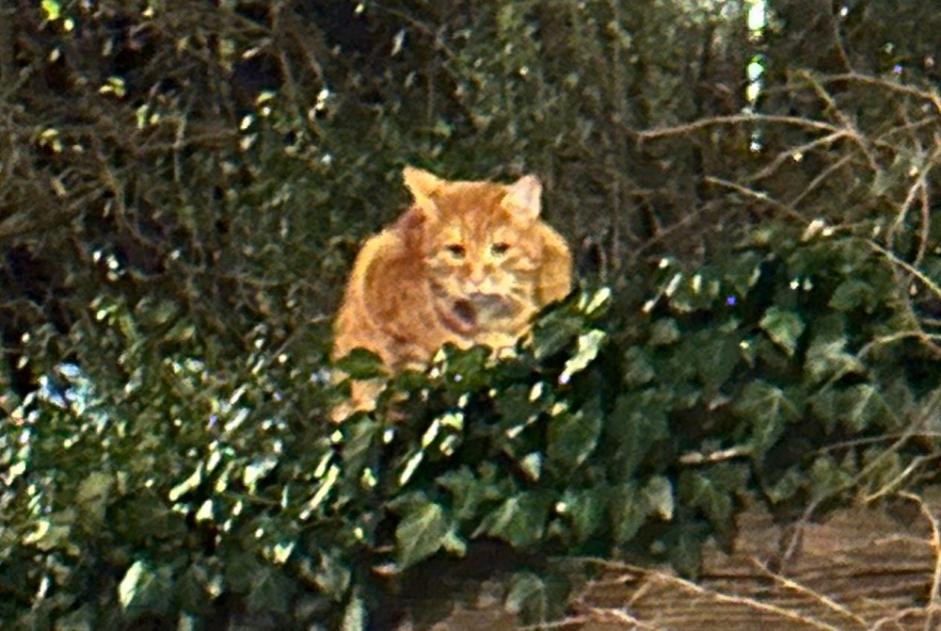 Alerte Découverte Chat croisement Inconnu Bremen Allemagne