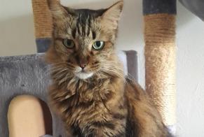 Alerte Disparition Chat Femelle , 7 ans Saint-Denis France