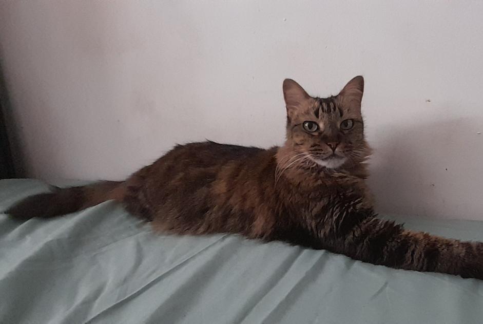 Alerte Disparition Chat Femelle , 6 ans Saint-Denis France