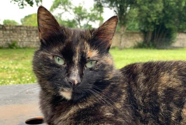 Alerte Disparition Chat Femelle , 4 ans Saint-Amant-de-Boixe France