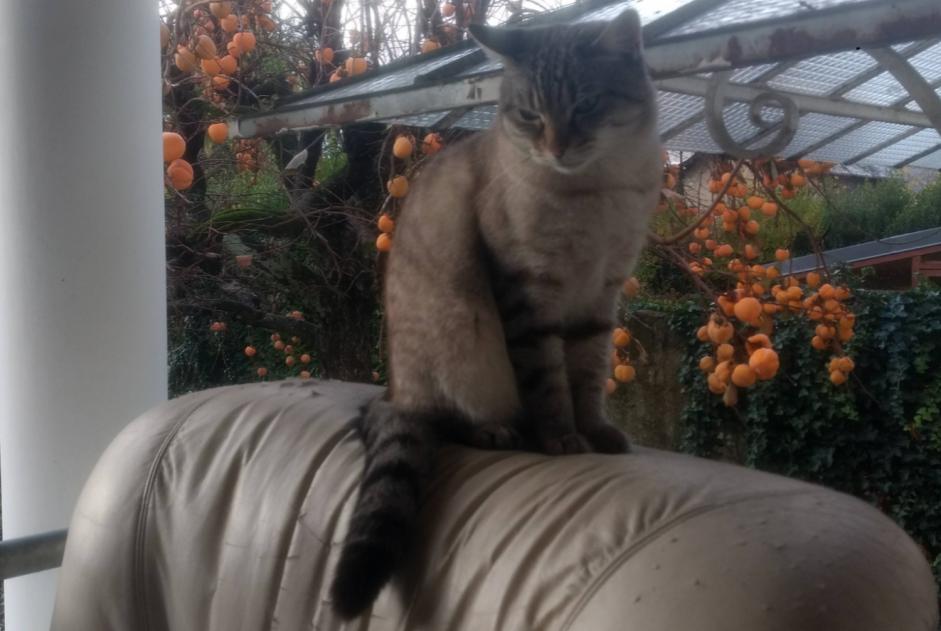 Alerte Disparition Chat croisement Mâle , 1 ans Crupies France