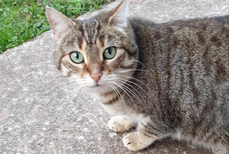 Alerte Disparition Chat croisement Femelle , 7 ans Bédarieux France