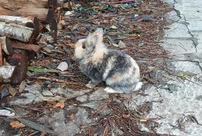 Alerte Découverte Lapin Inconnu Lucciana France