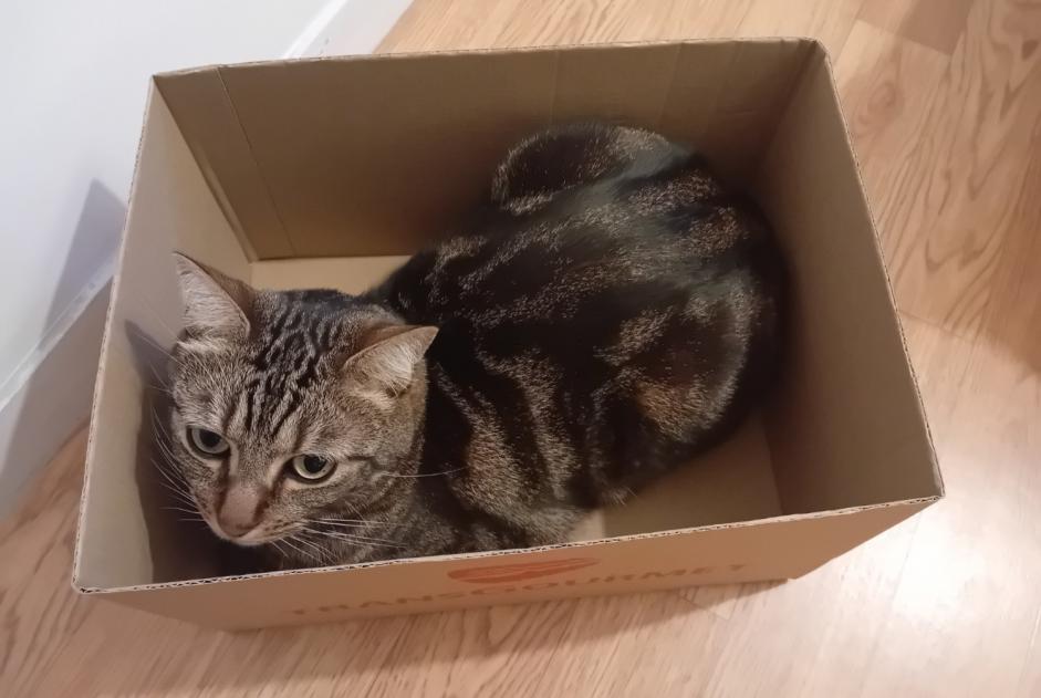 Alerte Disparition Chat croisement Mâle , 6 ans Rennes France