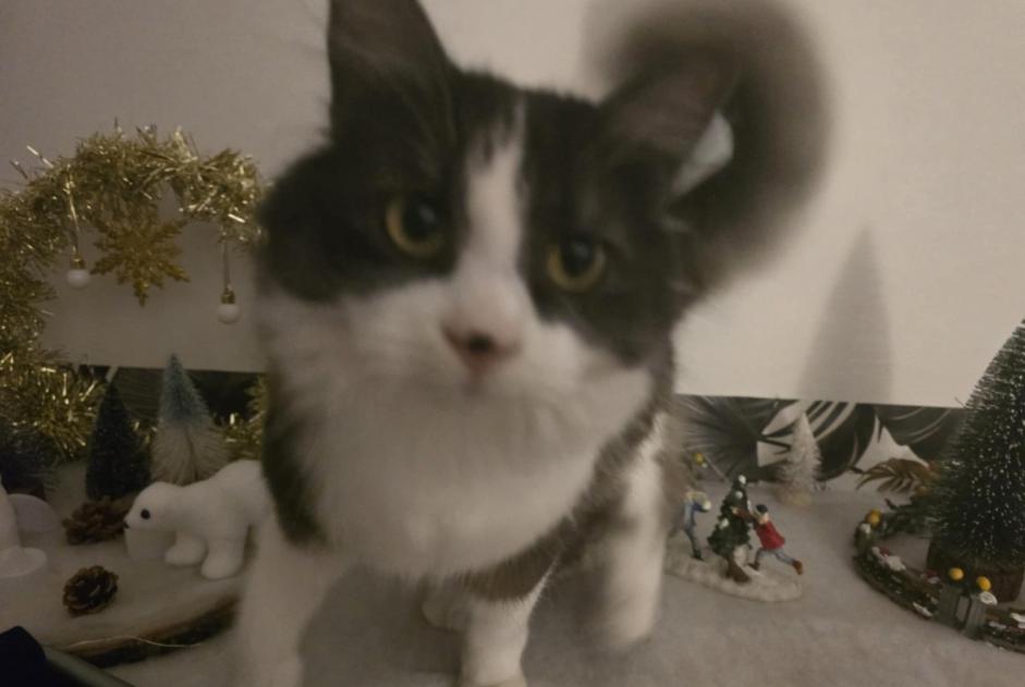 Alerte Disparition Chat Mâle , 1 ans La Roche-sur-Yon France