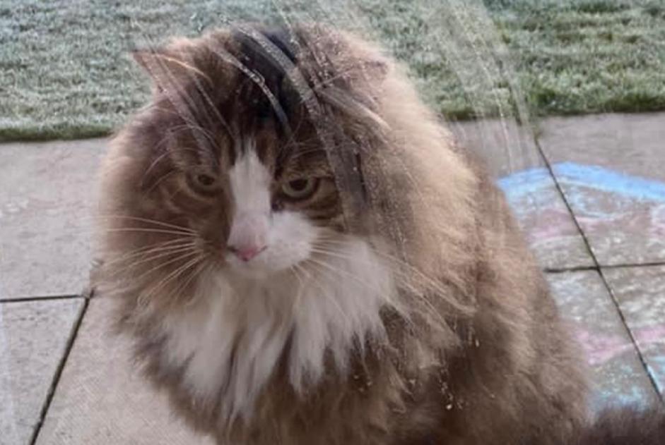 Alerte Disparition Chat croisement Mâle , 10 ans Coquelles France