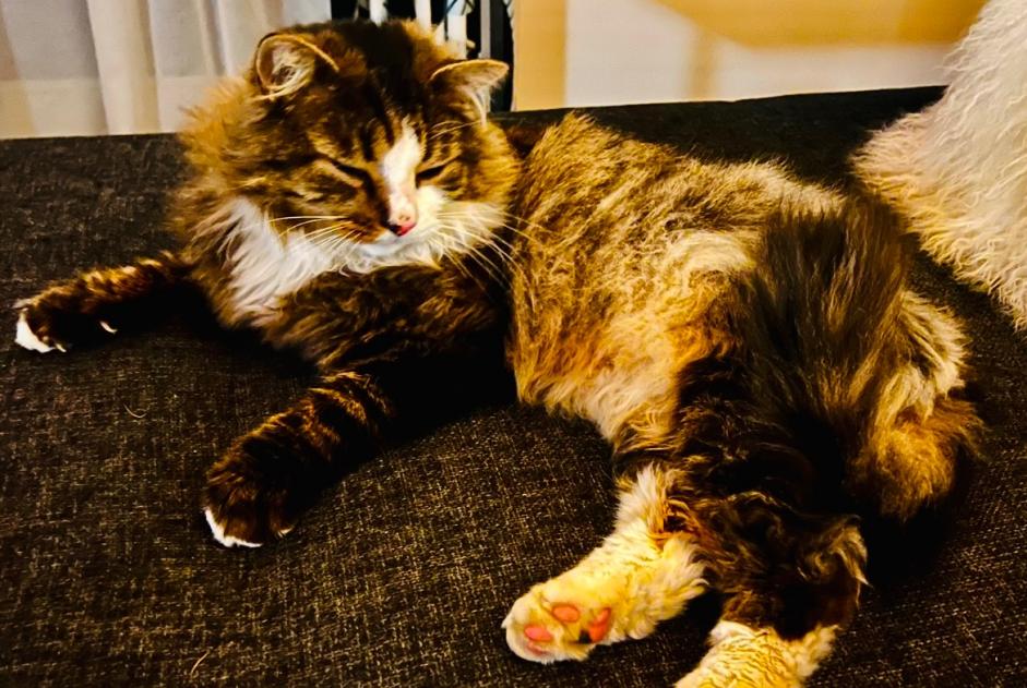 Alerte Disparition Chat croisement Mâle , 10 ans Coquelles France