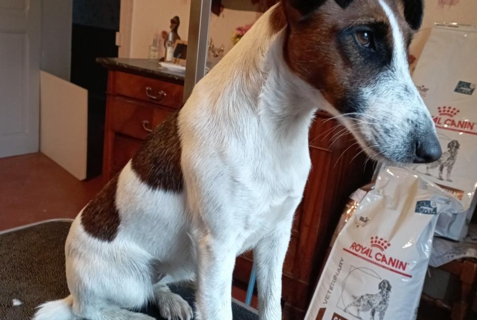 Alerte Disparition Chien  Femelle , 1 ans Chivy-lès-Étouvelles France