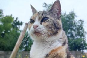 Alerte Disparition Chat Femelle , 10 ans L'Hermenault France