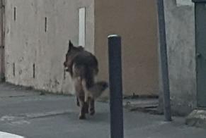 Alerte Découverte Chien  Inconnu Toulouse France