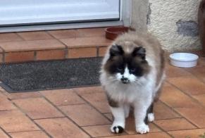 Alerte Découverte Chat Inconnu Argelès-Gazost France