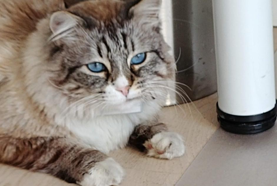 Alerte Disparition Chat croisement Mâle , 9 ans Noisy-le-Grand France