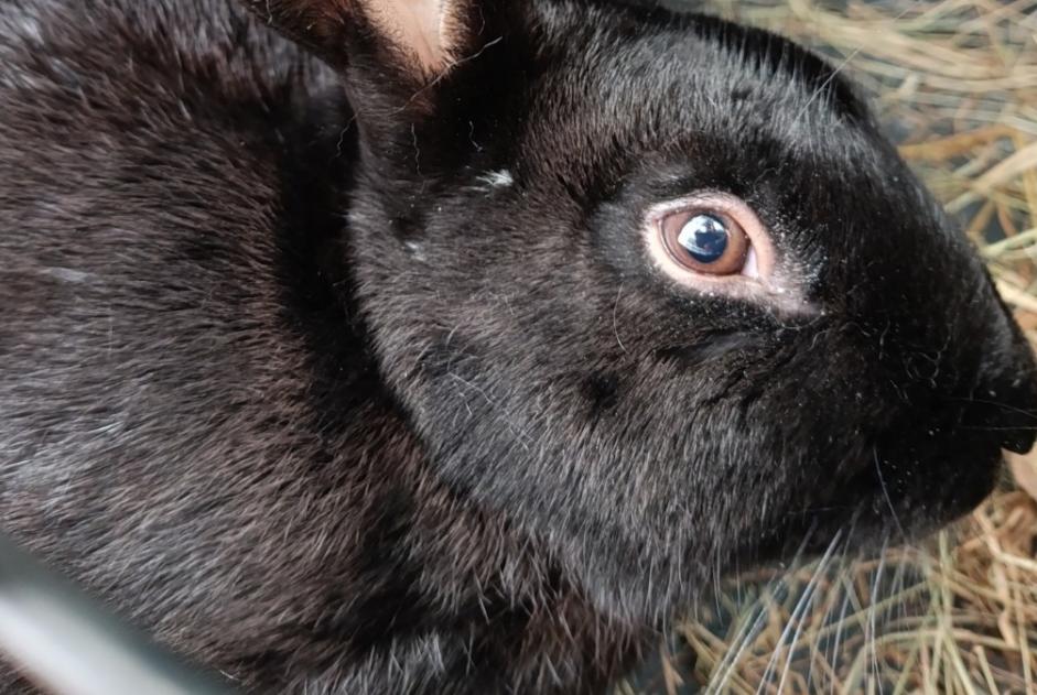 Alerte Découverte Lapin Inconnu Saint-Étienne-du-Bois France