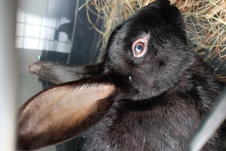 Alerte Découverte Lapin Inconnu Saint-Étienne-du-Bois France