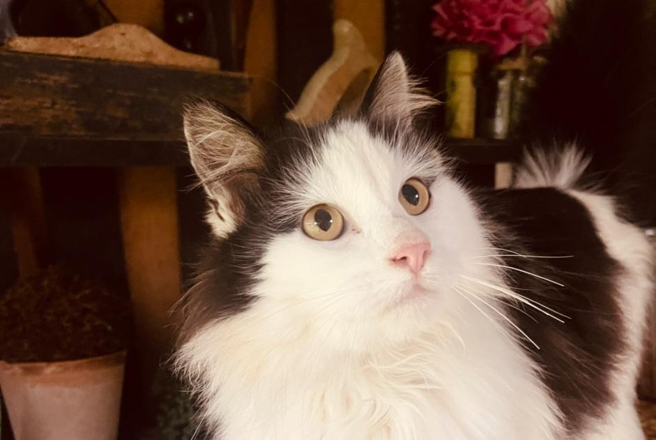 Alerte Découverte Chat Mâle Glos-sur-Risle France