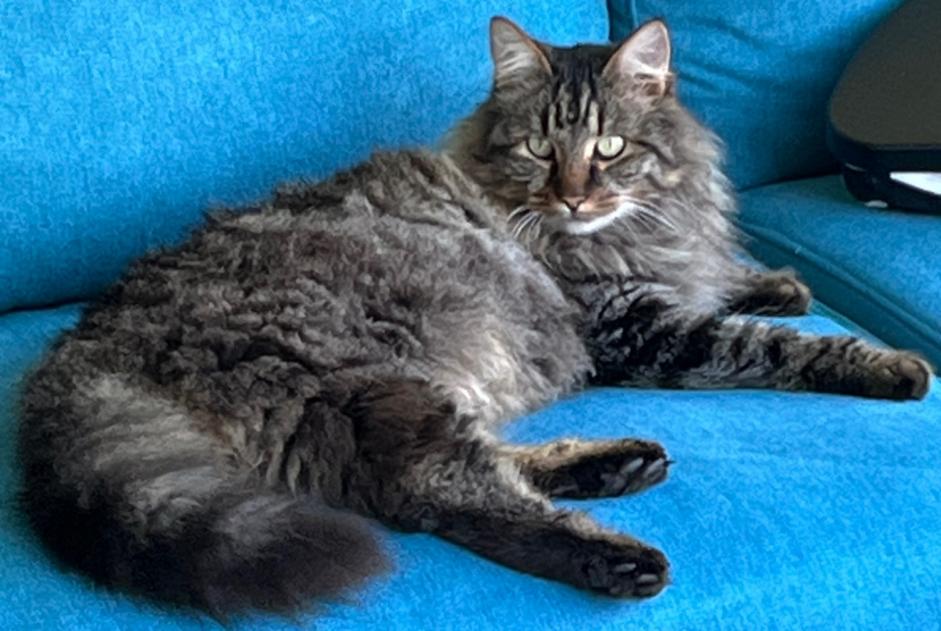 Alerte Disparition Chat croisement Mâle , 5 ans Baule France