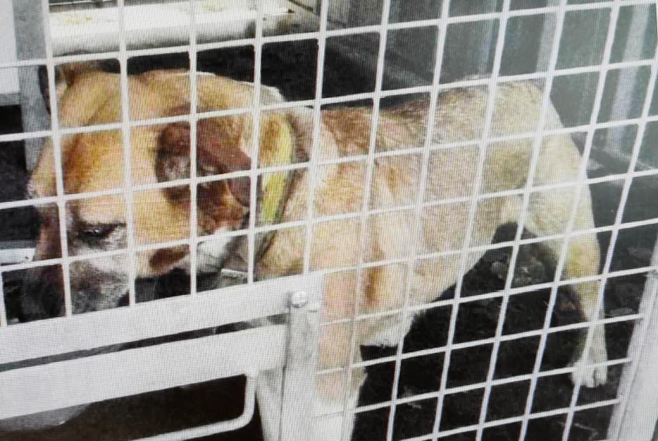 Alerte Découverte Chien croisement Femelle Crosville-la-Vieille France