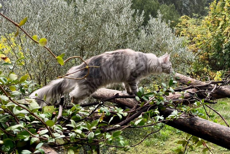 Alerte Disparition Chat croisement Femelle , 1 ans Sébazac-Concourès France