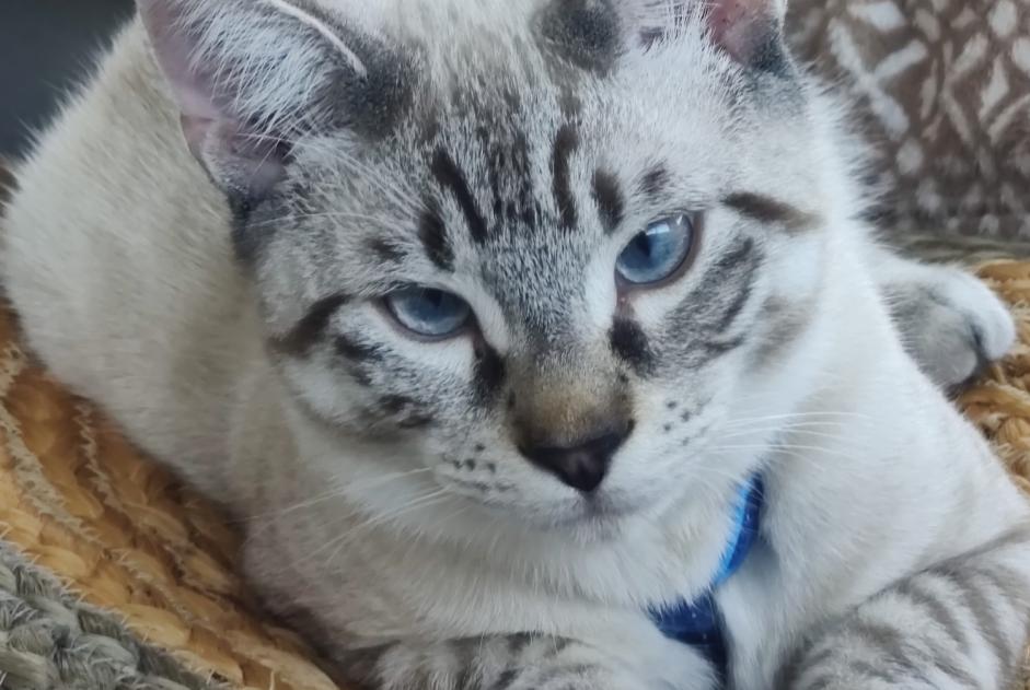 Alerte Disparition Chat croisement Mâle , 1 ans Trets France