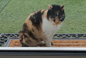 Alerte Disparition Chat croisement Femelle , 2 ans Entrelacs France