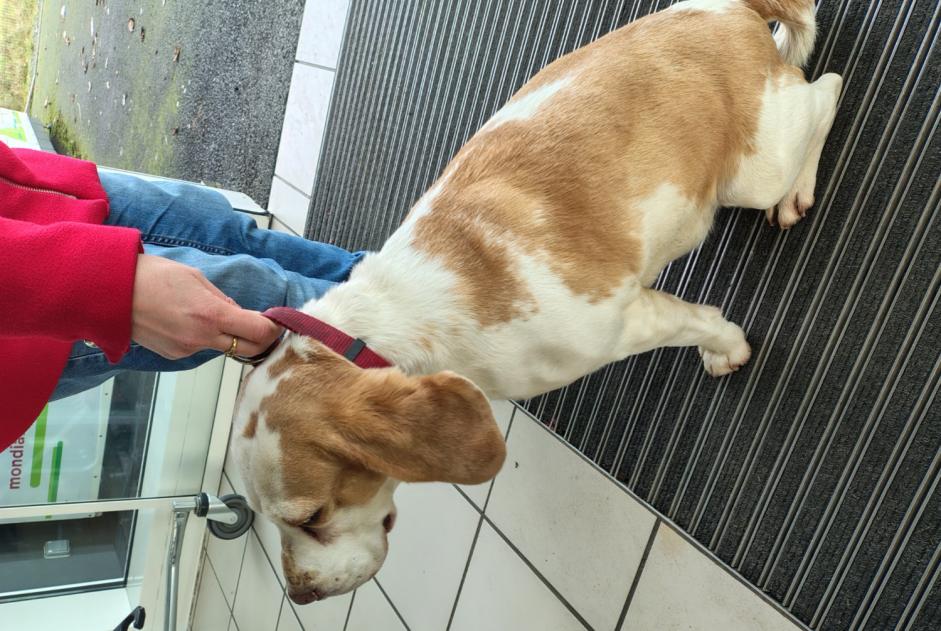 Alerte Découverte Chien  Inconnu , 10 ans La Bazoge France