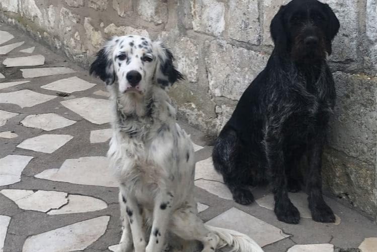 Alerte Disparition Chien  Mâle , 6 ans Huismes France