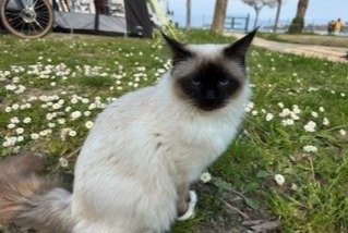 Alerte Disparition Chat  Mâle , 1 ans La Roche-de-Glun France