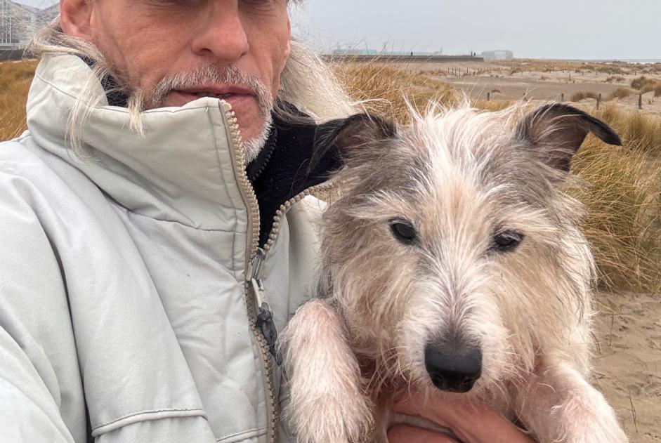 Alerte Disparition Chien  Mâle , 51 ans PARIS France