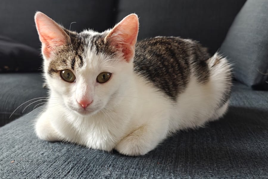 Alerte Découverte Chat croisement Femelle Betton France