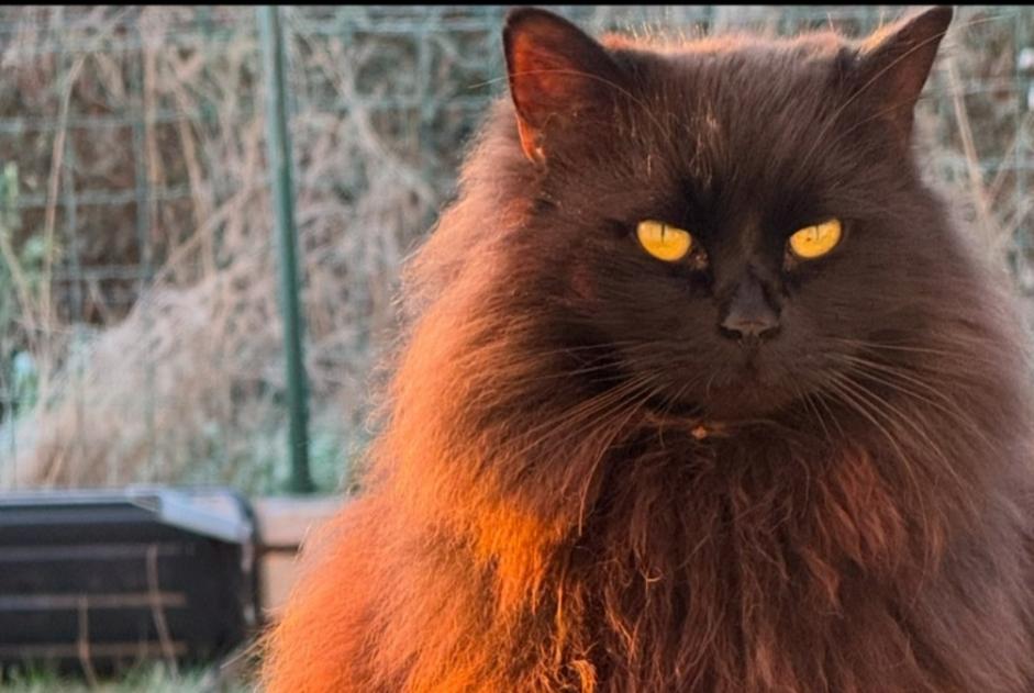 Alerte Disparition Chat croisement Mâle , 9 ans Saint-Gourgon France