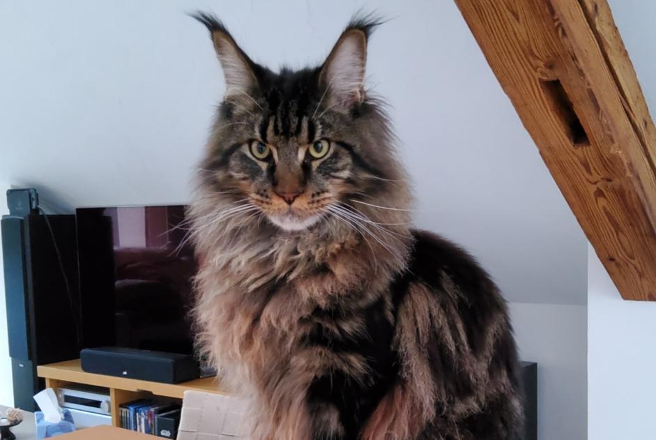 Alerte Disparition Chat  Mâle , 1 ans Onnens Suisse