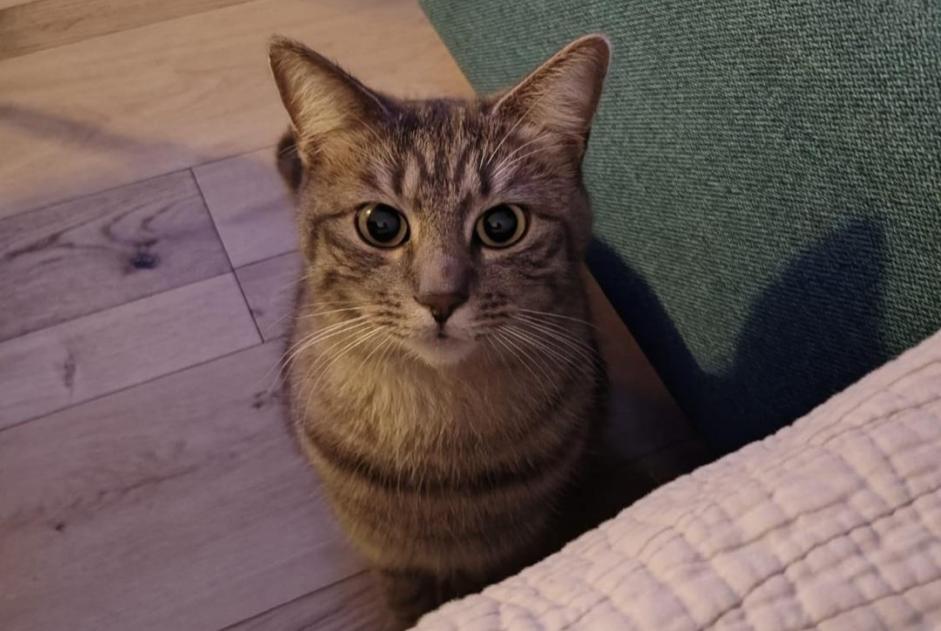 Alerte Disparition Chat croisement Femelle , 3 ans Le Bouscat France