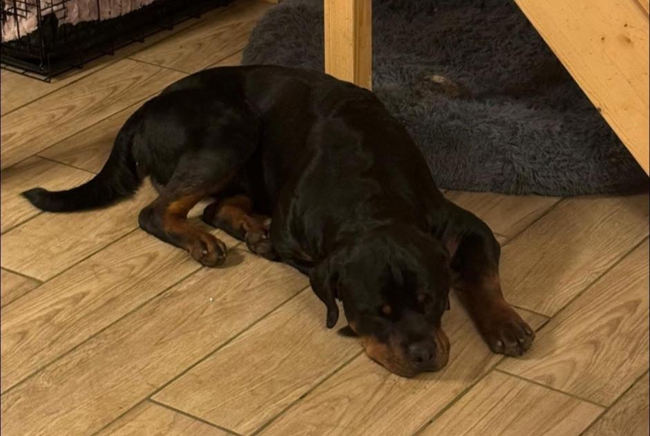 Alerte Disparition Chien  Mâle , 2 ans Crémarest France