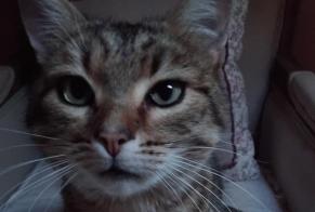 Alerte Disparition Chat croisement Mâle , 6 ans Dun-les-Places France