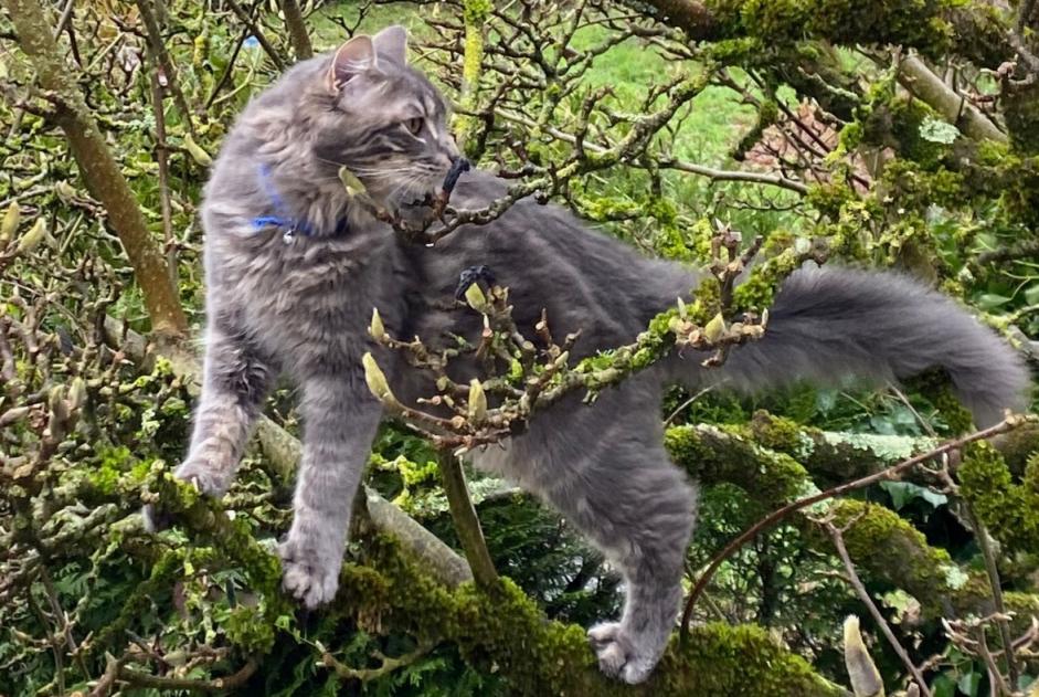 Alerte Disparition Chat croisement Mâle , 1 ans Nantes France