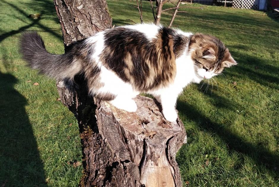 Alerte Disparition Chat croisement Mâle , 1 ans Esboz-Brest France