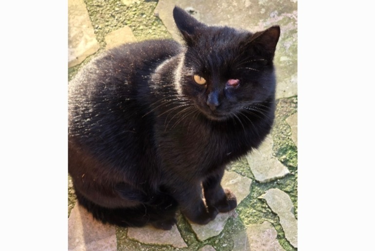 Alerte Découverte Chat Mâle Villevaudé France