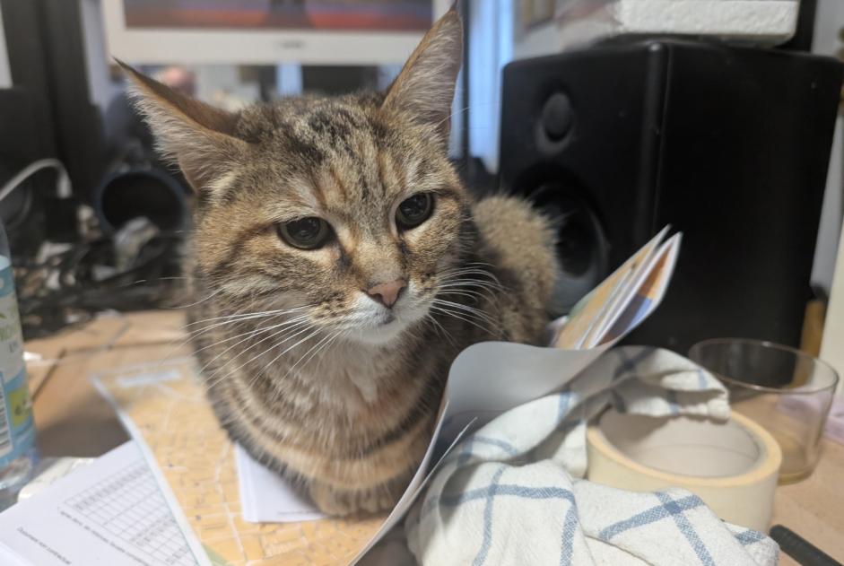 Alerte Découverte Chat Inconnu Saintes France