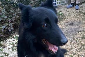 Alerte Découverte Chien croisement Mâle Taponnat-Fleurignac France