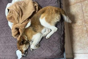 Alerte Disparition Chien croisement Femelle , 1 ans Dunkerque France