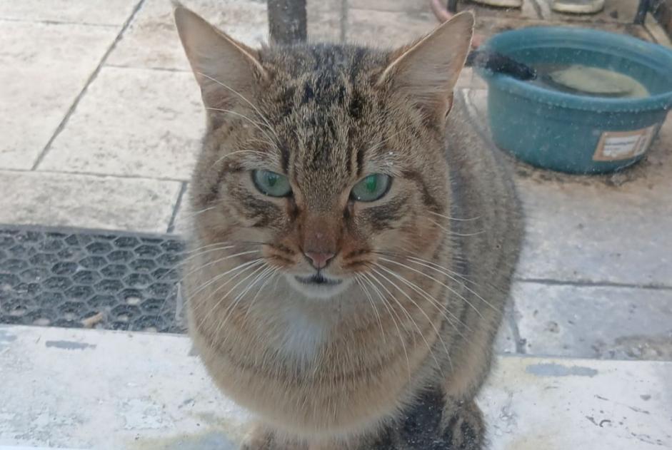 Alerte Découverte Chat Mâle Émerainville France