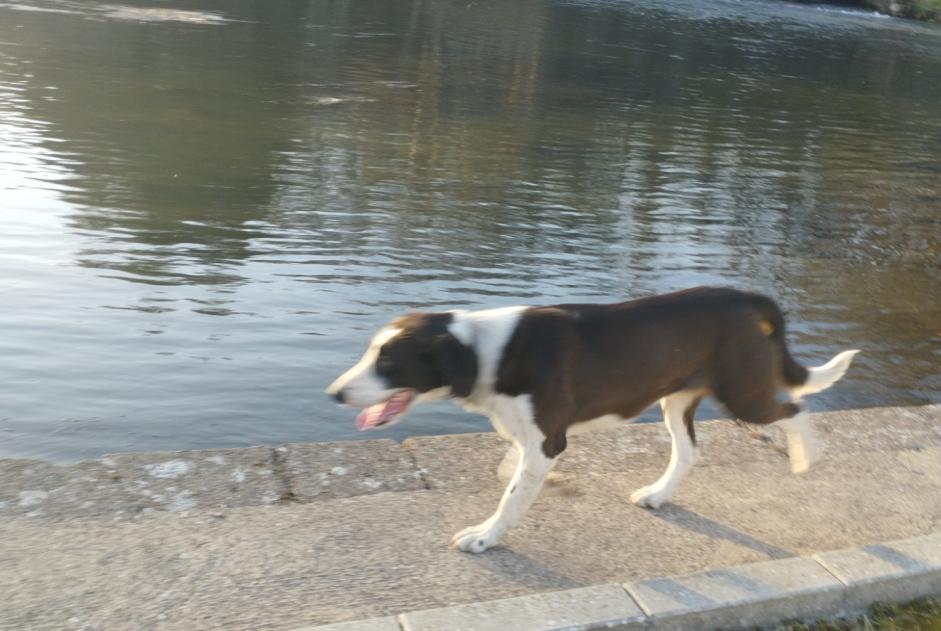 Alerte Découverte Chien croisement Inconnu Magny-Vernois France