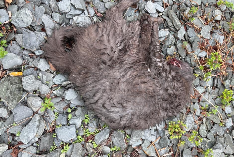 Alerte Découverte Chat Inconnu Plouër-sur-Rance France